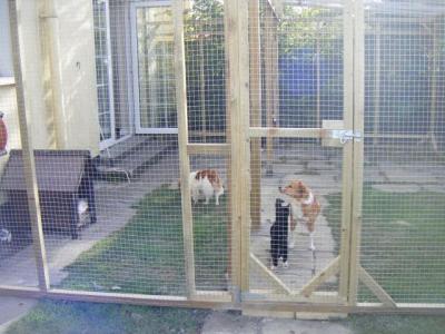 Dogs & Cats together in our large enclosure